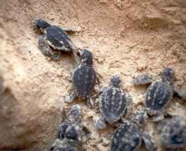 09092013 piccole tartarughe caretta caretta