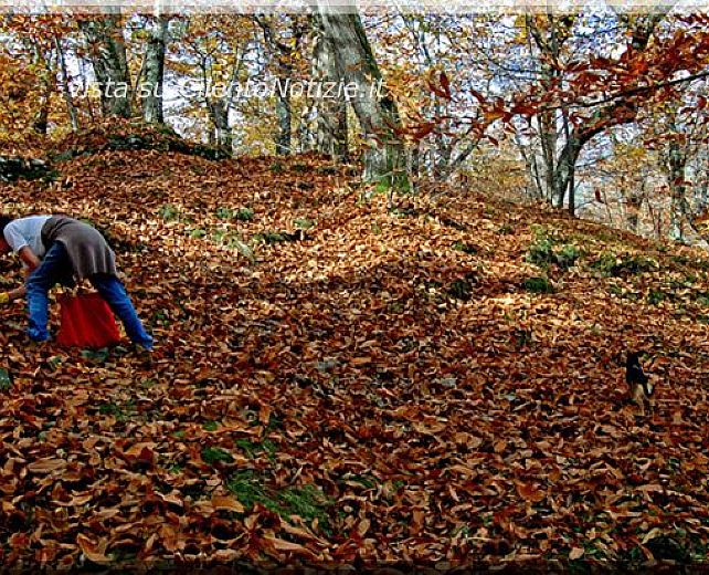 09092014 filiera castagna