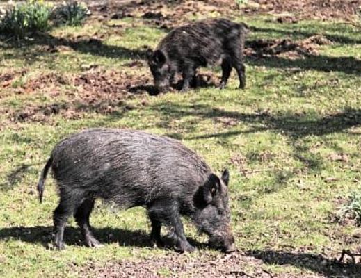 09092015 cinghiale libero