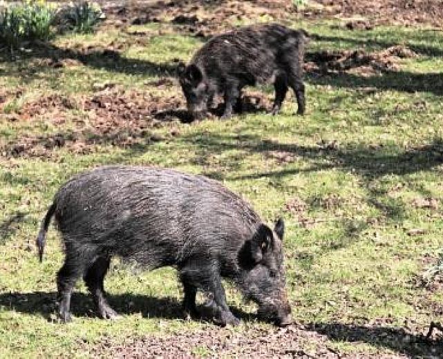 09092015 cinghiale libero