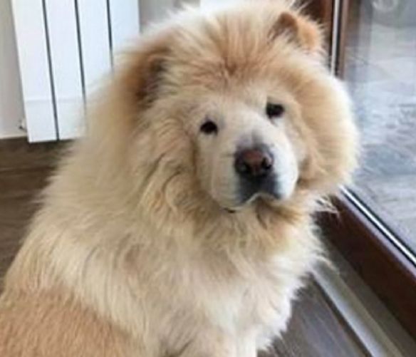 09092017 chow chow