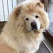 Avvisi foto - 09092017 chow chow