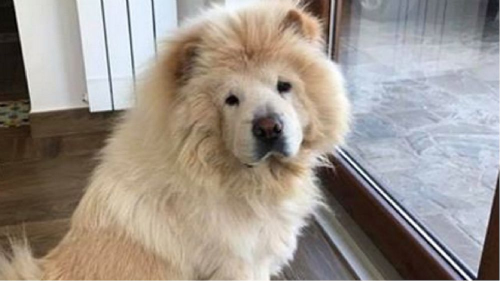 09092017 chow chow