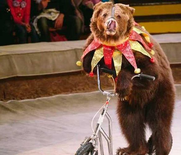 09102019 circo animali