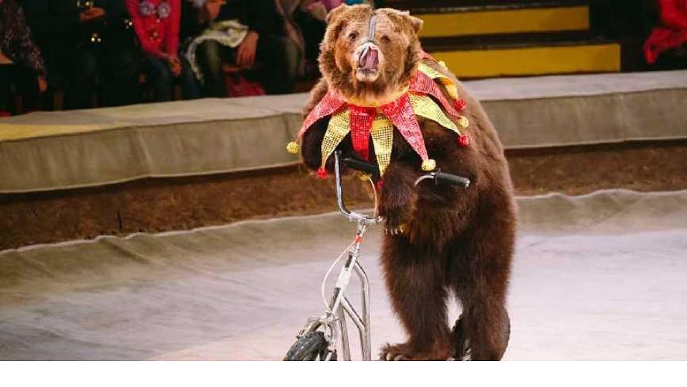 09102019 circo animali