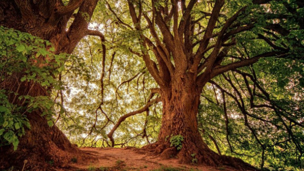 09112018 festa dell albero