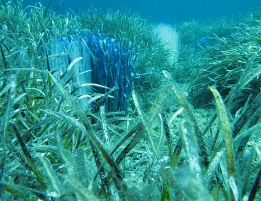 09122015 posidonia oceanica