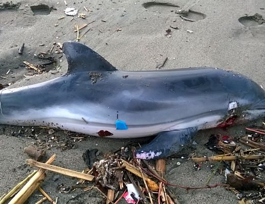 10012016 delfino morto spiaggia