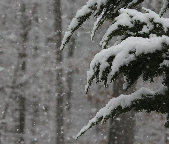 10012019 neve alberi