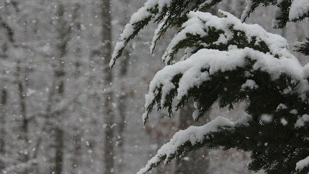 10012019 neve alberi