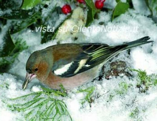 10022013 uccelli inverno