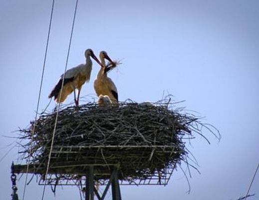 10022015 cicogne palo sala consilina