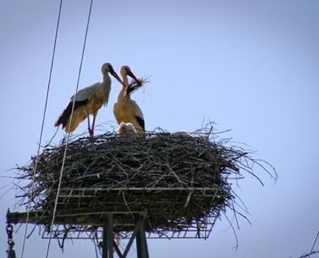 10022015 cicogne palo sala consilina