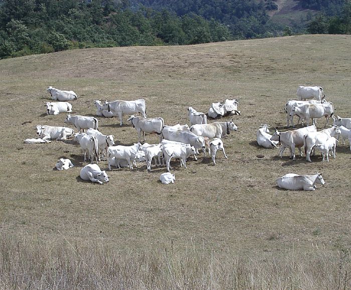 10022016 mucche al pascolo