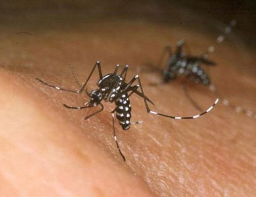10022016 zika virus