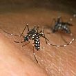 Cilento - Le ultime  Notizie foto - 10022016 zika virus