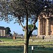 Economia foto - 10022020 Area archeologica di Paestum