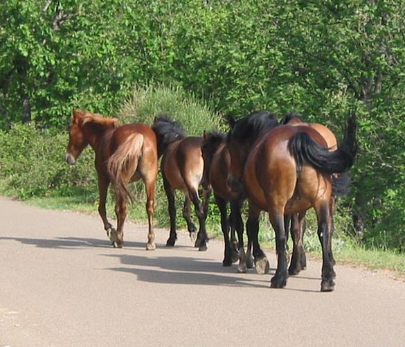 10032016 cavalli su strada
