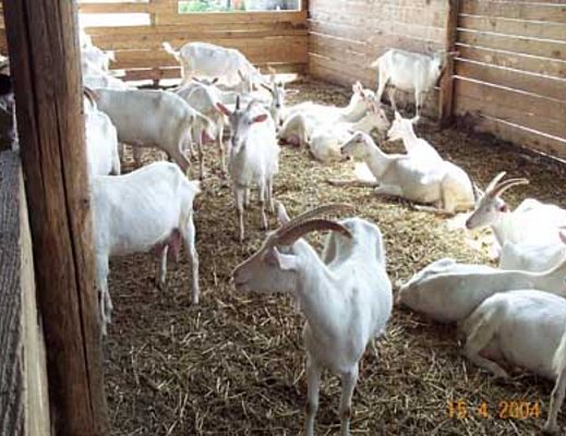 10042013 capre 10042013 capre