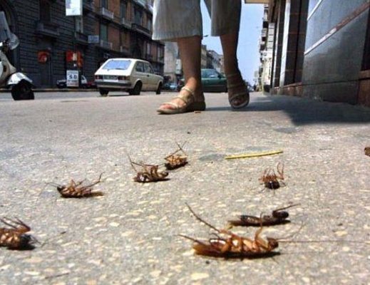 10052013 blatte volanti per strada