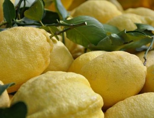 10052013 limoni di amalfi