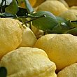 Economia foto - 10052013 limoni di amalfi