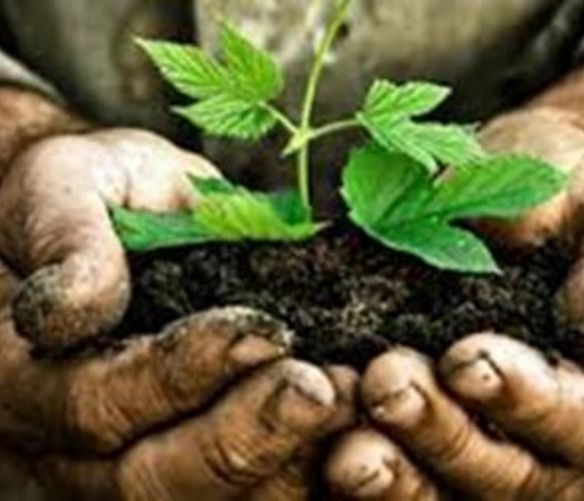 Paolo-Abbate foto - 10052017 biologico