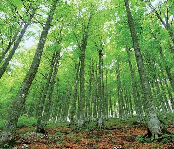 10052021 bosco campania