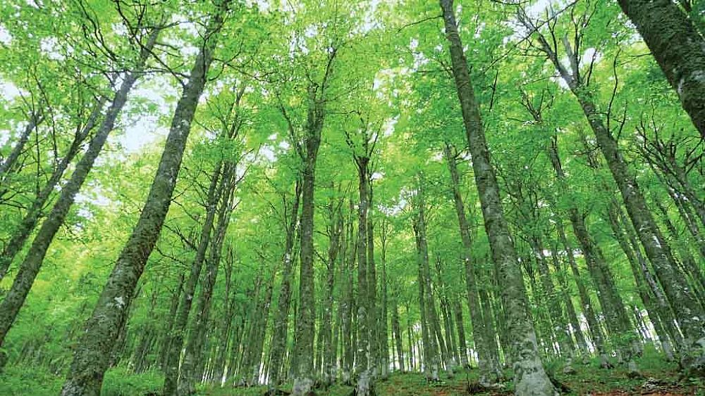 10052021 bosco campania