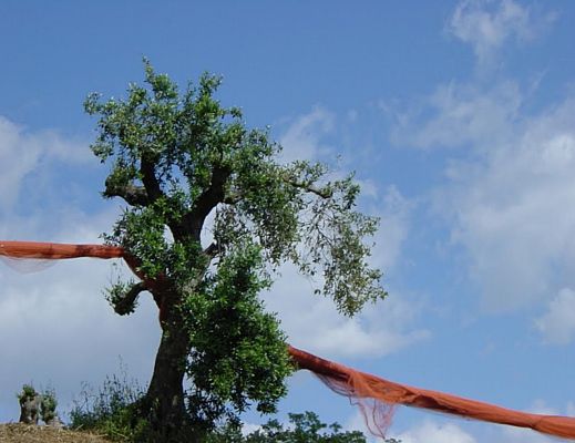 Bianca-Fasano foto - 10062014 ulivi a droro