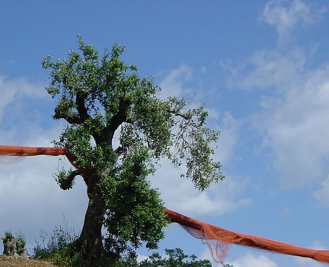 10062014 ulivi a droro 10062014 ulivi a droro