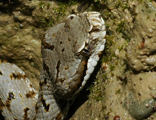 10062015 vipera in acqua