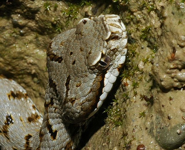 10062015 vipera in acqua