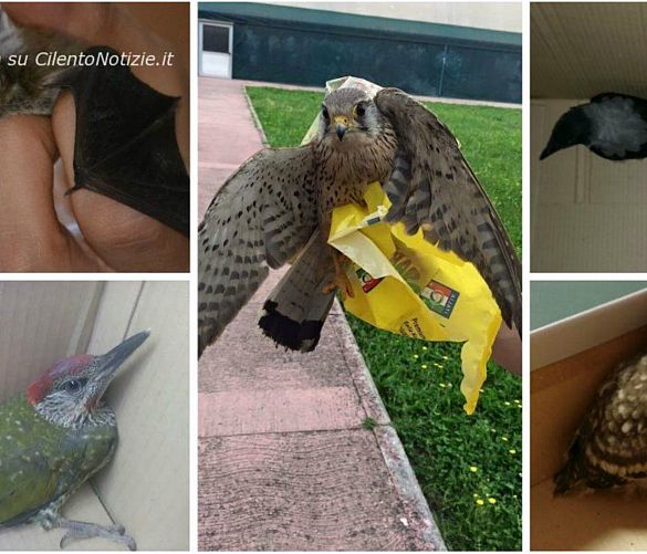 10062016 recupero animali enpa