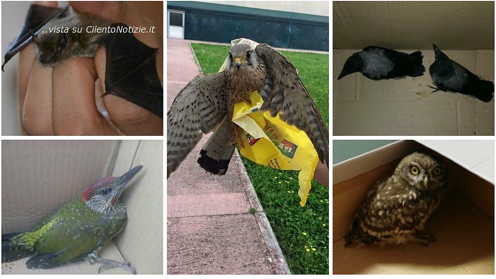 10062016 recupero animali enpa