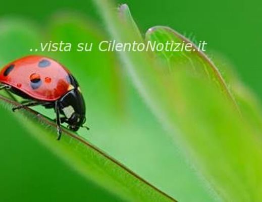 10072013 coccinella