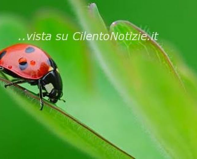 10072013 coccinella