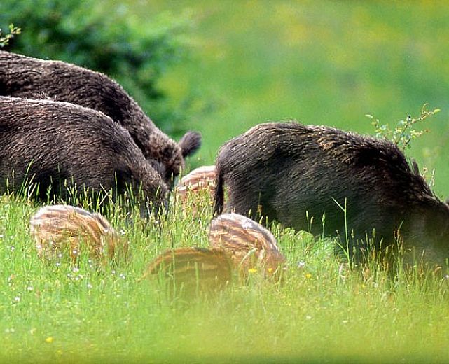 10072015 famiglia di cinghiali