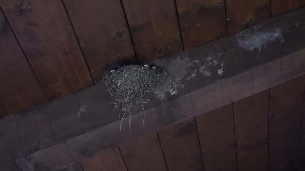 10072016 nido di rondine 10072016 nido di rondine