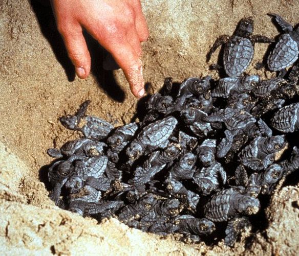 10072019 nido tartarughe caretta caretta