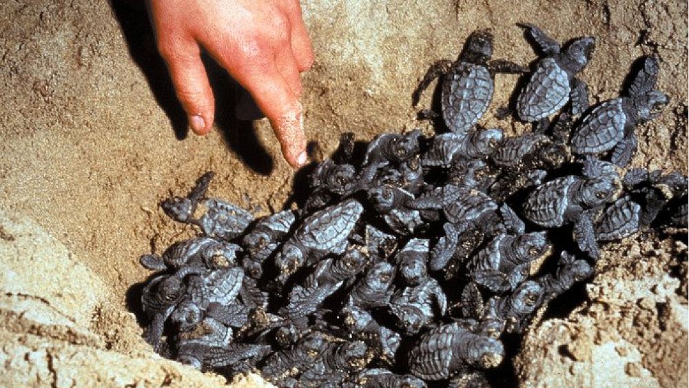 10072019 nido tartarughe caretta caretta