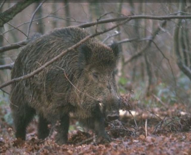 10082015 caccia ai cinghiali