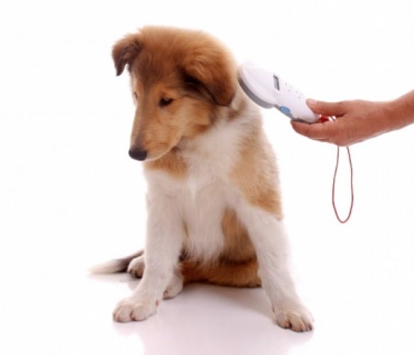 10082018 cani lettore microchip