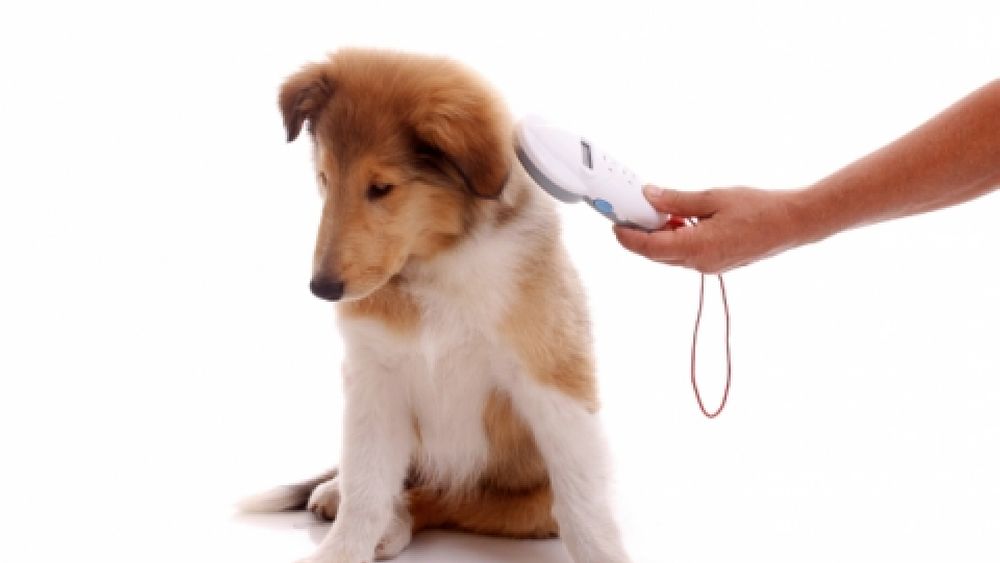 10082018 cani lettore microchip