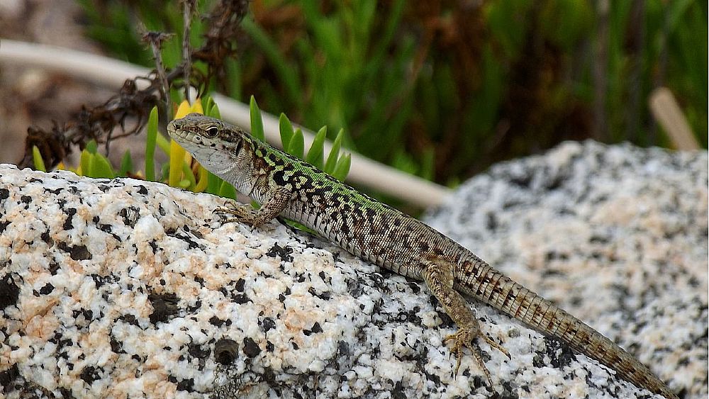10082021 lucertola campestre