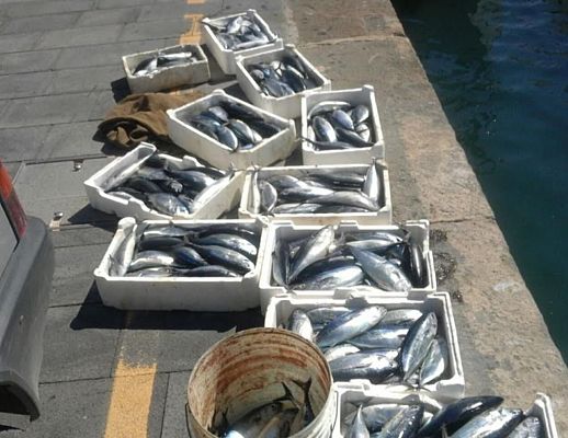 10092015 pesca illecita