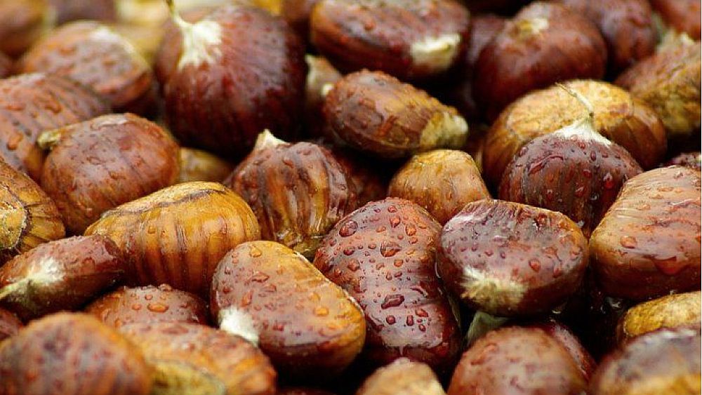 10102022 castagne pioggia 10102022 castagne pioggia