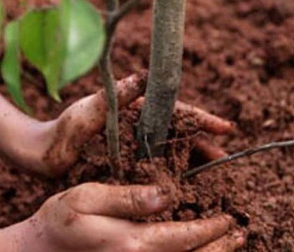 10112018 alberi per il futuro