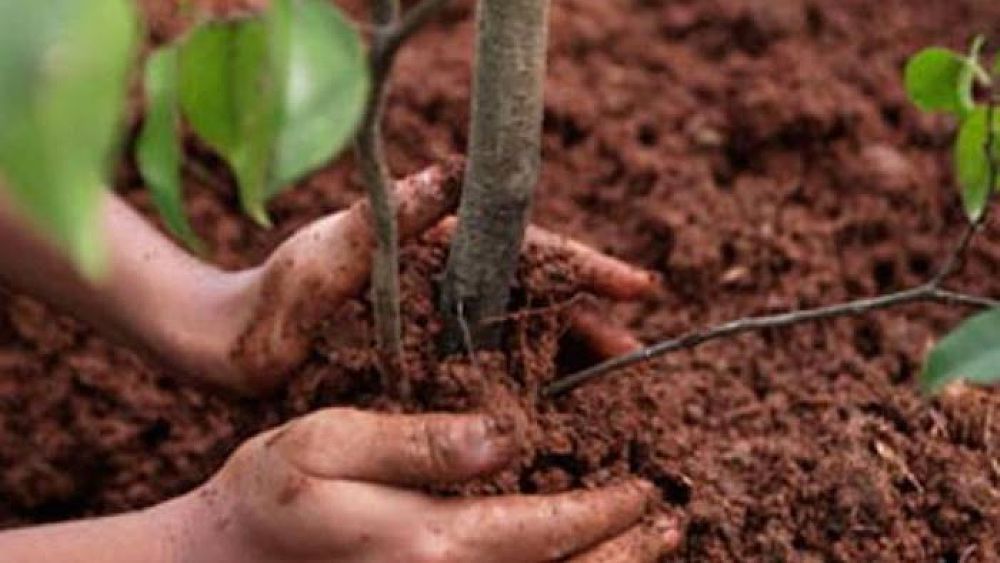 10112018 alberi per il futuro