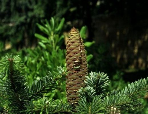 10122012 albero di natale abete